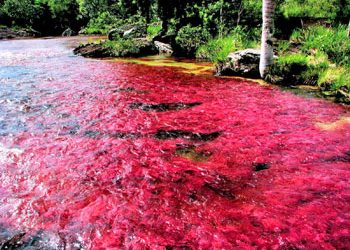 ANLA revoca licencia para extracción de hidrocarburos en La Macarena