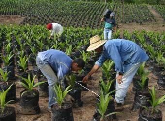 Corte Constitucional afirma que la Ley Zidres no afecta a comunidades indígenas