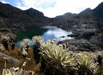 La Corte frena 347 títulos mineros en páramos